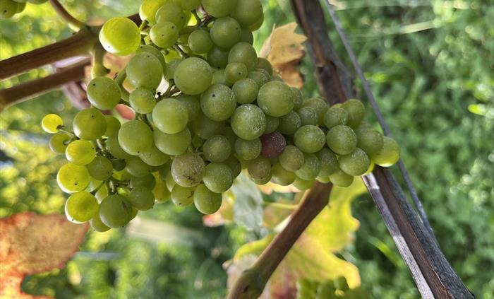 Veraison in the red grapes